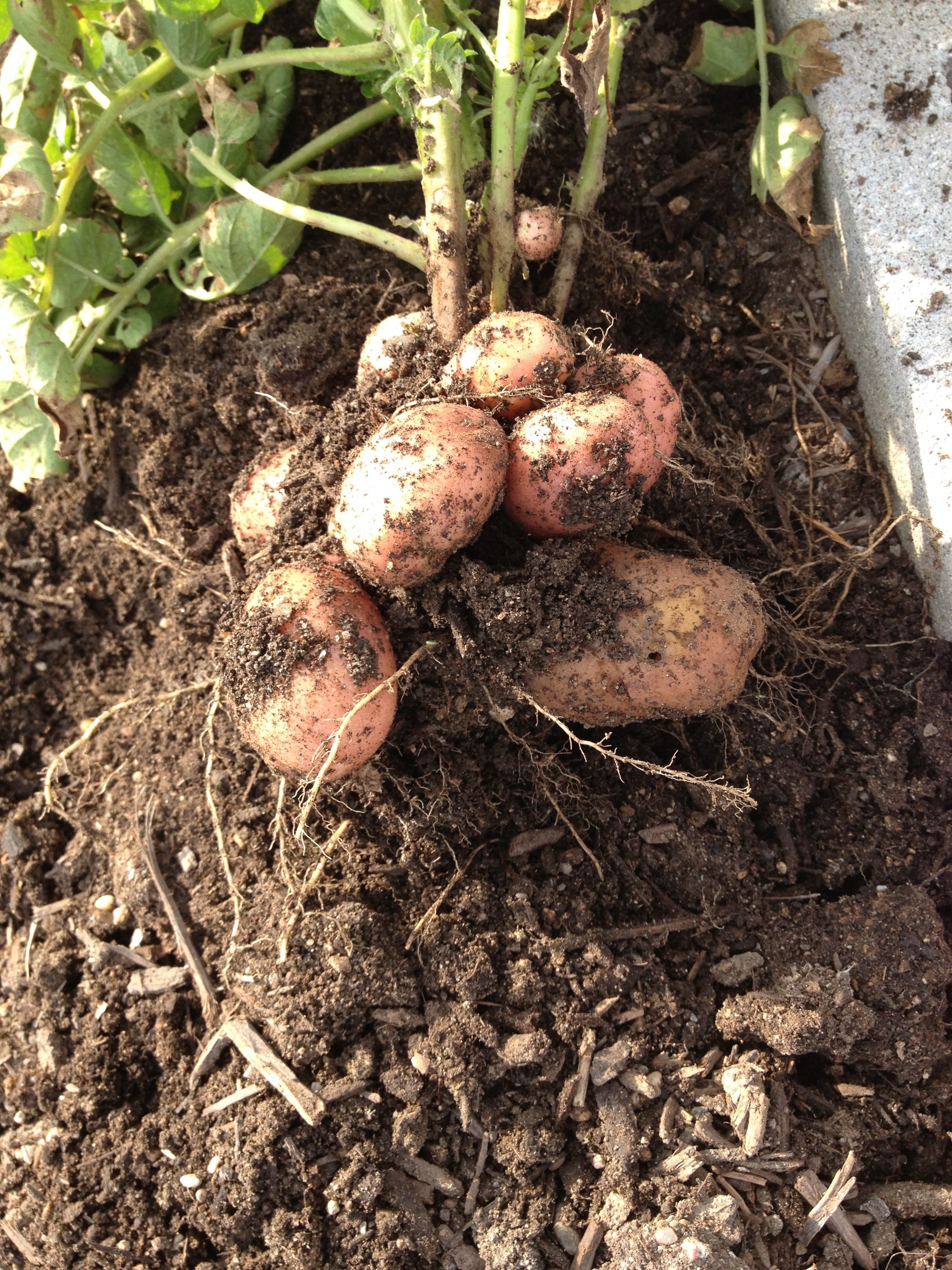 Pictures Of Potatoes Growing 121
